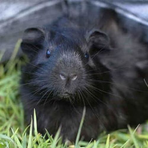 No photo for Pepper