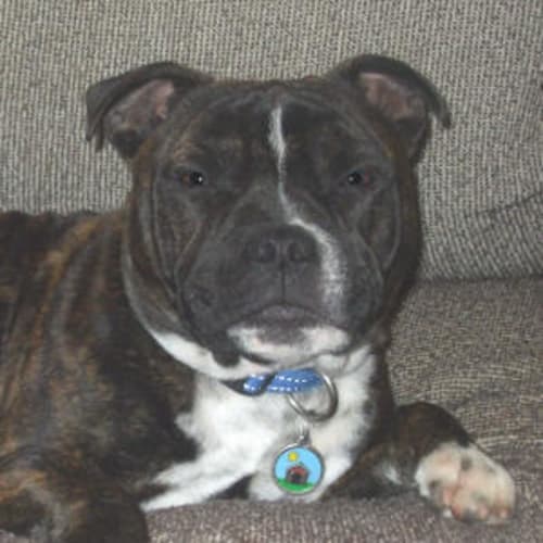No photo for Oscar Is Trying A New Home!