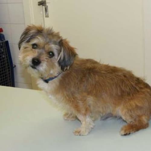 Benji