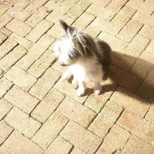 No photo for Bess