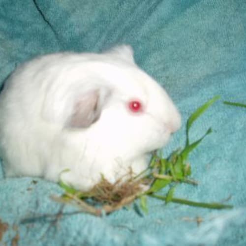 No photo for Pip