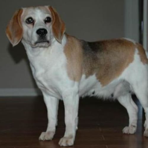 No photo for Bella (Gone On Trial)