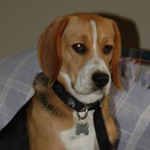No photo for Charley (Gone On Trial)