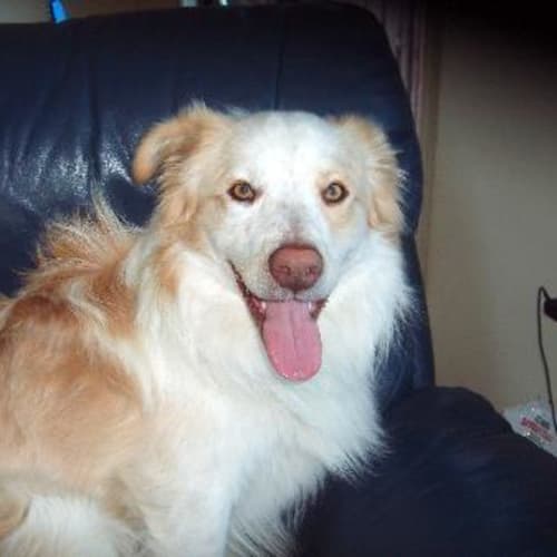 No photo for Nitro  **Adopted**