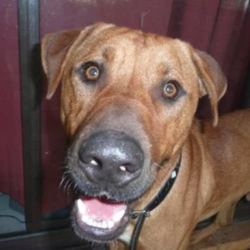 No photo for **Adoption Pending** Sam
