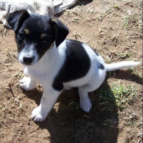 No photo for Annie Adopted