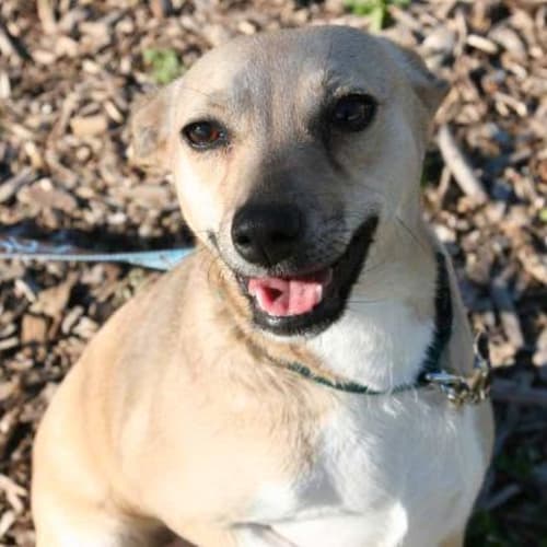 No photo for Sophie   On Trial In A New Home