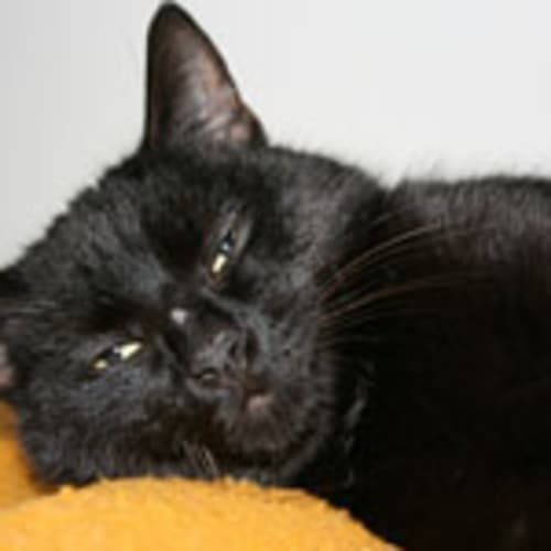 No photo for Licorice