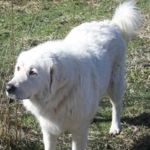 Ellie (Companion/Working for Large Block/Acreage)