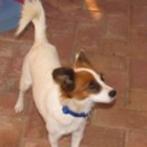 No photo for **Adoption Pending** Lady