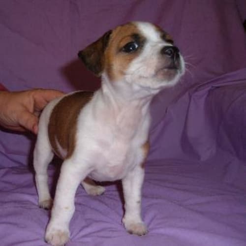 No photo for Toby   Deposit Taken