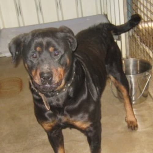 No photo for Zara  5736