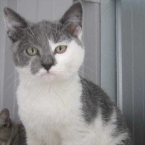 No photo for ** Flynn