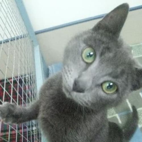 No photo for C3979 "Shiney"