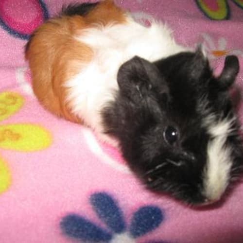 No photo for Lilly And Panda