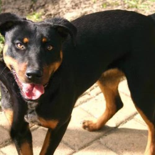 No photo for **Adoption Pending** Kalli