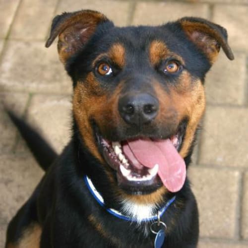 No photo for **Adoption Pending** Kakoda