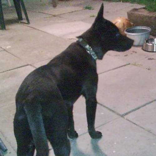 No photo for **Adoption Pending** Starr