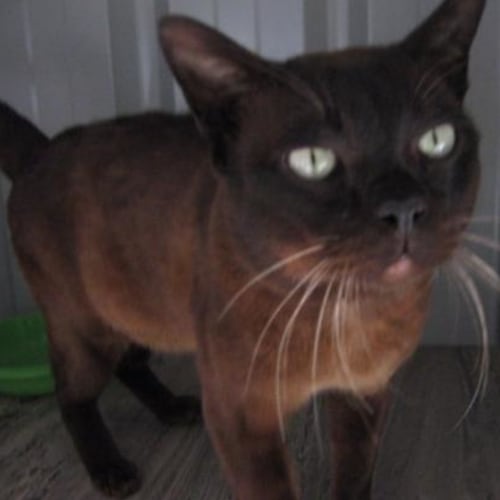 No photo for Milo   On Trial In A New Home