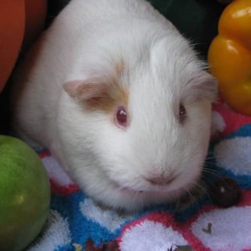 No photo for Peaches