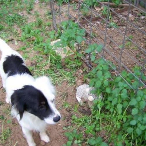 Chess Adopted