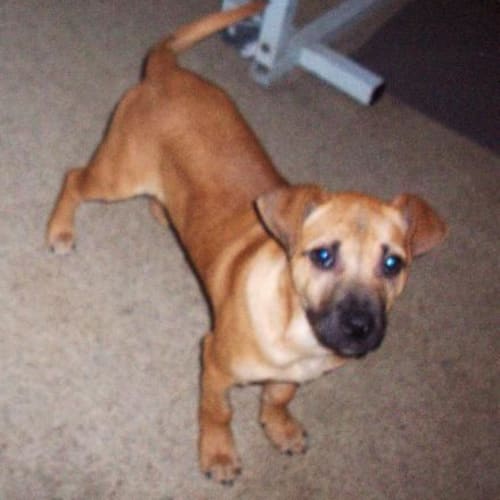 No photo for **Adoption Pending** Harley
