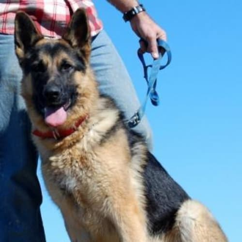 No photo for Sampson (On Trial)
