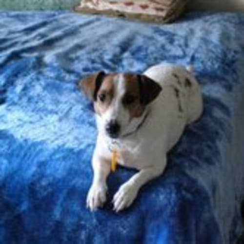 No photo for **Adoption Pending** Princess Sparkles (Sparky)