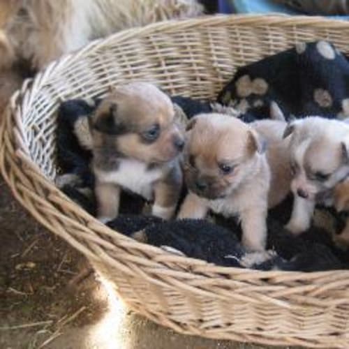 No photo for Puppies (Parti Colour Male On Hold)