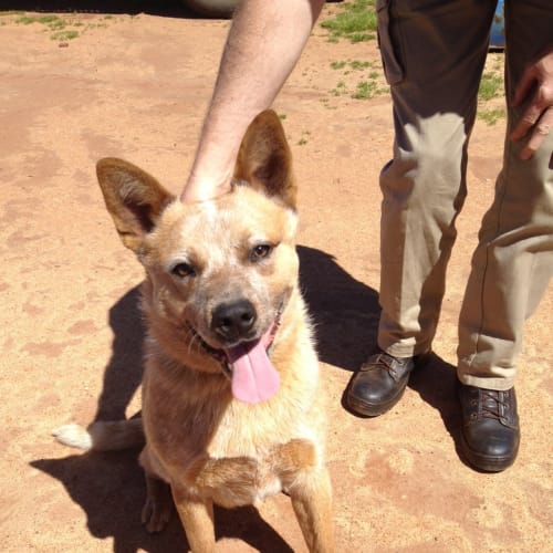 No photo for Red Dog ** 20% Off   Dog Of The Week**