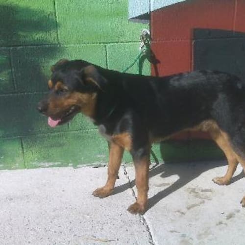 No photo for Imp # K46913