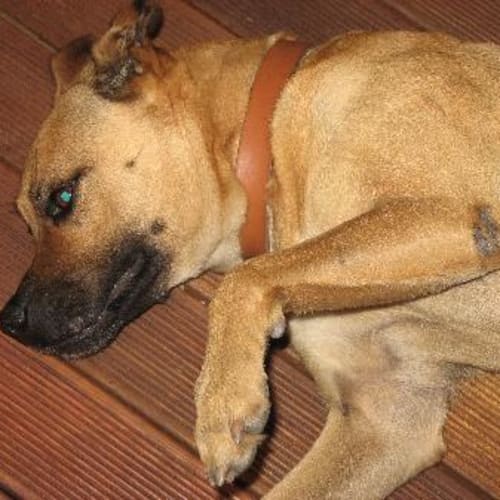 No photo for **On Trial** Kara