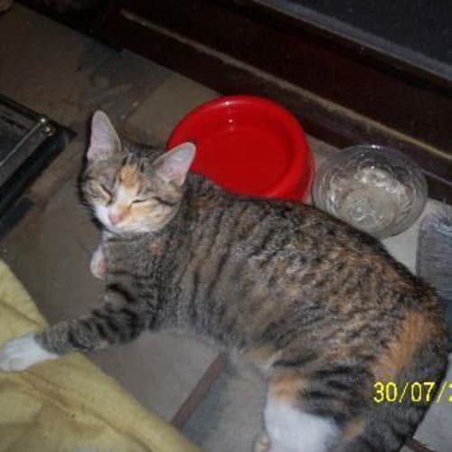 No photo for Lucky Kitten!   Adoption Pending