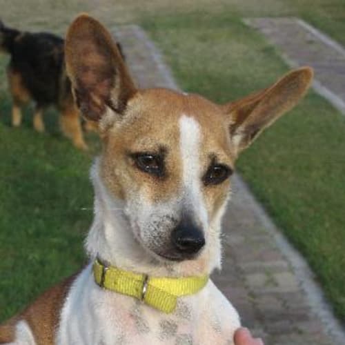 No photo for Frankie