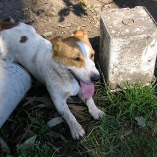 No photo for Boots (On Trial)