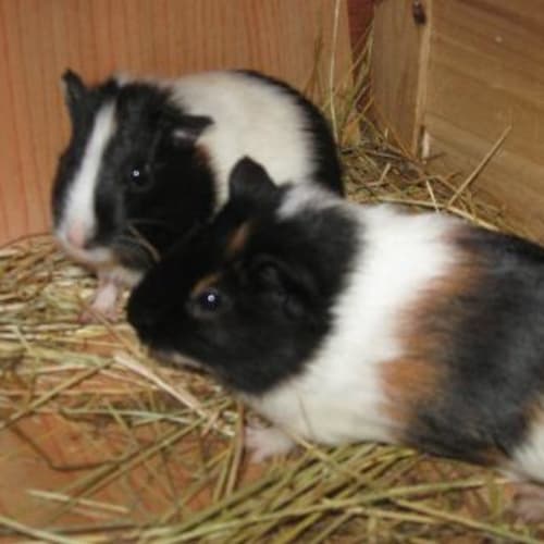 No photo for Milly And Pippa