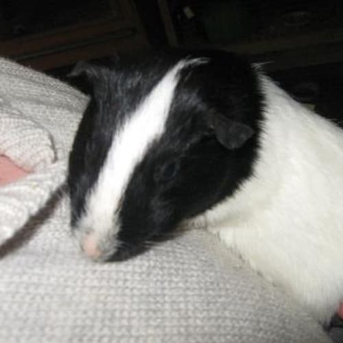 No photo for Danny  Adopted :)