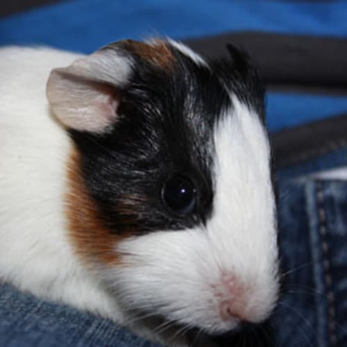 No photo for Persephone