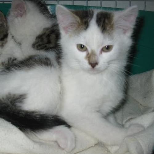 No photo for Snowball