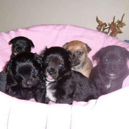 No photo for Puppies In Basket.Deposit Taken On All