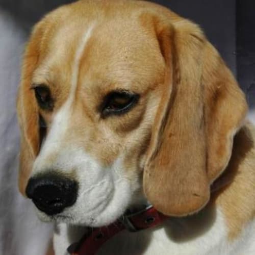 No photo for Sadie (Gone On Trial)