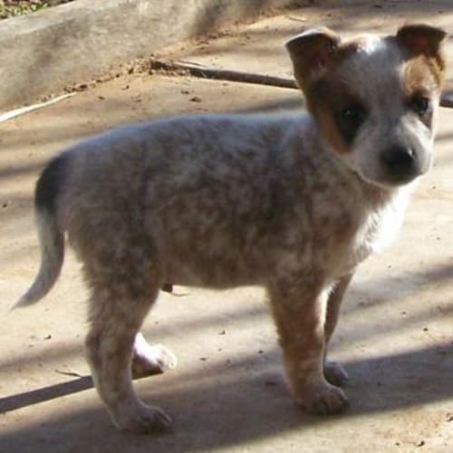 No photo for 4 Puppies