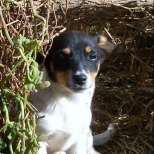 No photo for Dilly Adopted