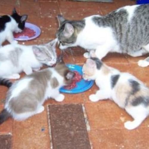 No photo for Rebekah's Kittens