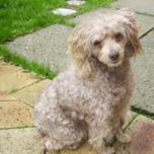 No photo for **Adoption Pending** Coco