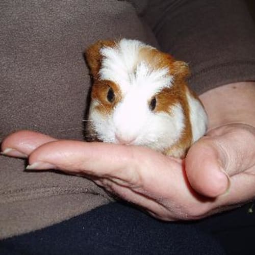 No photo for Ginger Snap