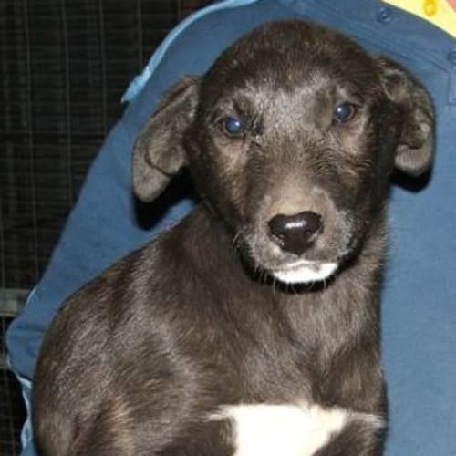 No photo for Tess Adopted