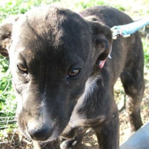 No photo for Ruby Adopted