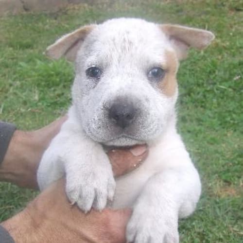 No photo for Cruz On Trial