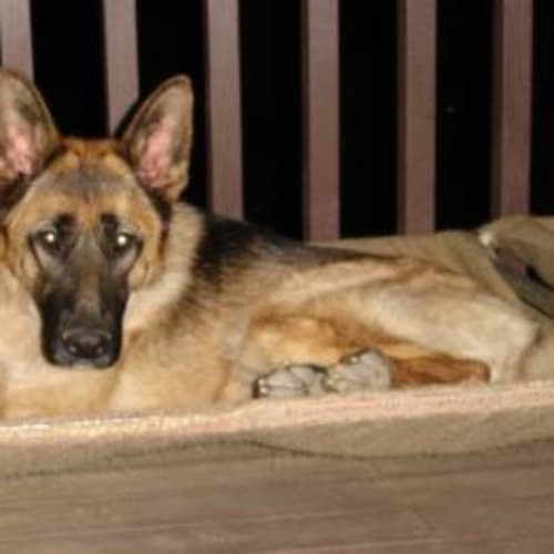 No photo for Zara (On Trial)